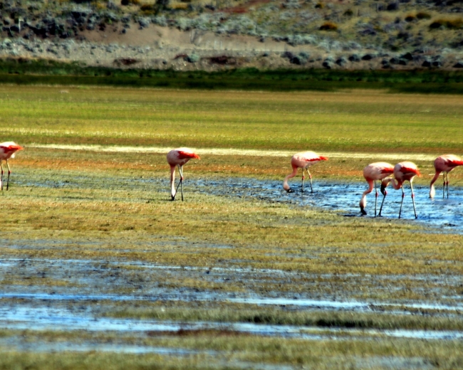EL CALAFATE Balcones del Calafate (Medio d�a)