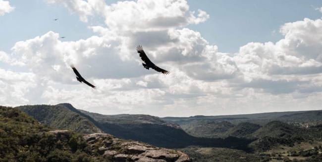 CORDOBA I  Birdwaching