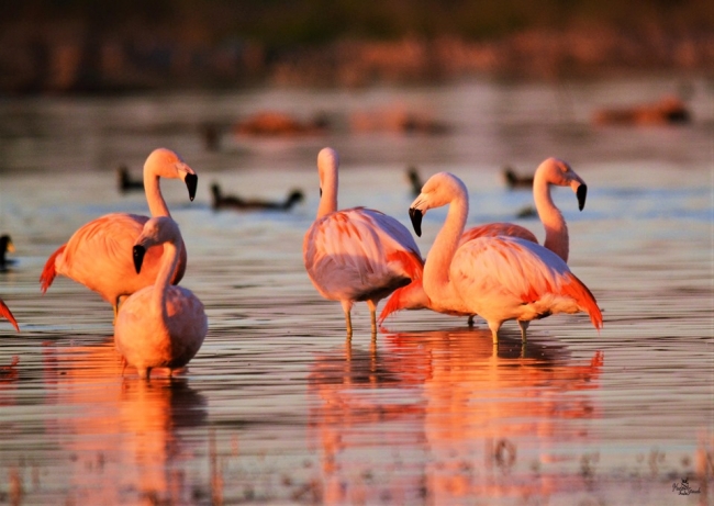 CORDOBA I  Birdwaching