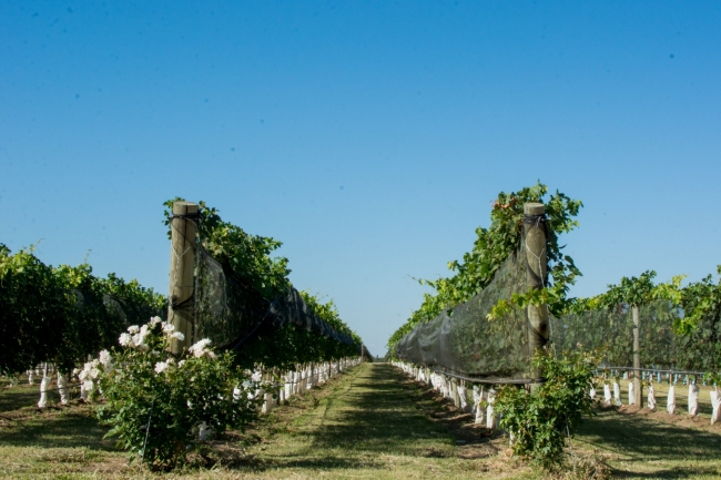 CORDOBA I  VINOS & NATURALEZA